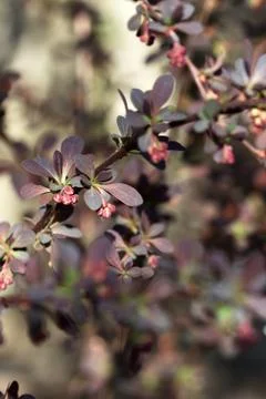 Branches of a blossoming barberry in the spring. Stock Photos