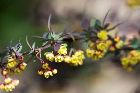 Branches of a blossoming barberry in the spring. Stock Photos