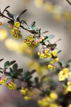 Branches of a blossoming barberry in the spring. Stock-Fotos