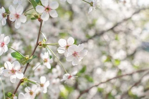 Branches of blossoming bird-cherry in spring. Romantic floral background Stock Photos