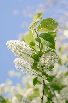 Branches of blossoming bird-cherry in spring. Romantic floral background Foto stock