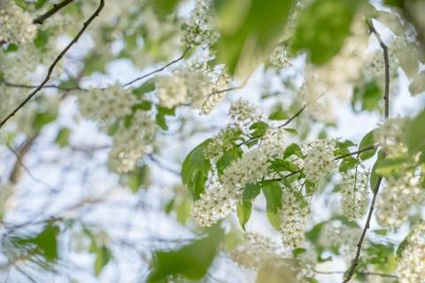 Branches of blossoming bird cherry in spring, soft focus. Romantic floral bac Stock Photos