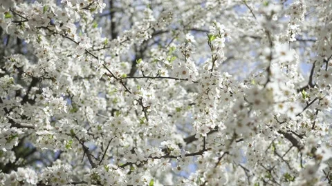 Branches of Blossoming Cherry Against the Blue Sky. Stock Footage 239243999
