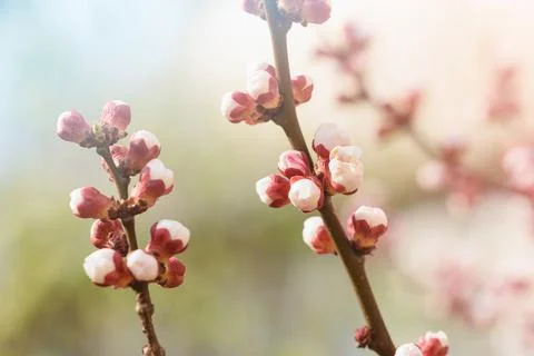 Branches of blossoming cherry and bee macro with soft focus on blue backgroun Stock Photos