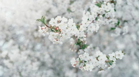 Branches of blossoming cherry and bee macro with soft focus on blue backgroun Stock Photos