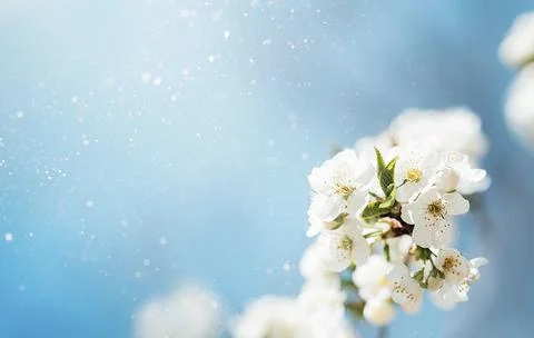 Branches of blossoming cherry and bee macro with soft focus on blue backgroun Stock Photos