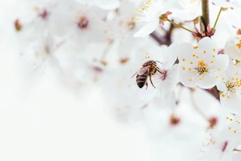 Branches of blossoming cherry and bee macro with soft focus Stock Photos