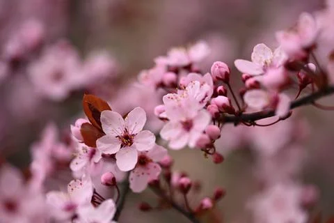Branches of blossoming cherry. Background in spring on nature outdoors. Pink  Stock Photos