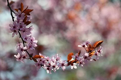 Branches of blossoming cherry. Background in spring on nature outdoors. Pin.. Stock-Fotos