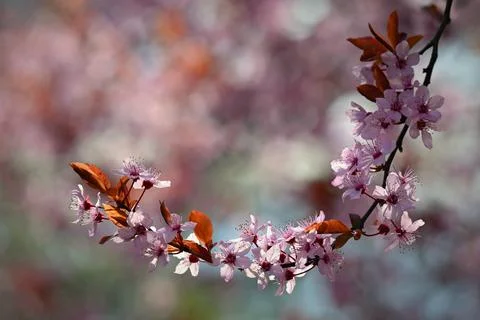 Branches of blossoming cherry. Background in spring on nature outdoors. Pin.. Stock-Fotos