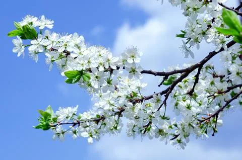 Branches of blossoming cherry on blue sky background in sunlight with copy sp Stock Photos
