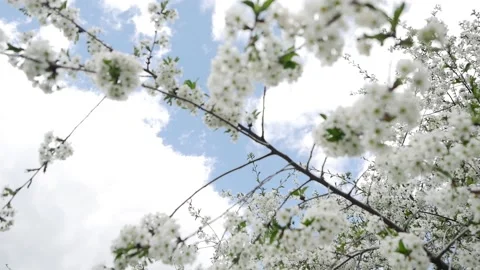 Branches of a blossoming cherry close-up on a background of blue sky Stock Footage 130178973