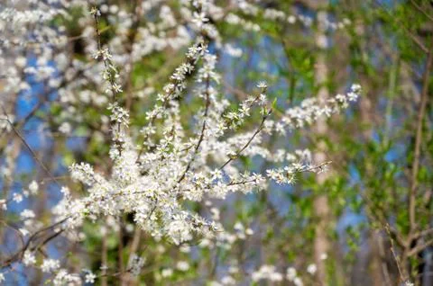 Branches of blossoming cherry macro with soft focus on gentle light blue sky  Stock Photos