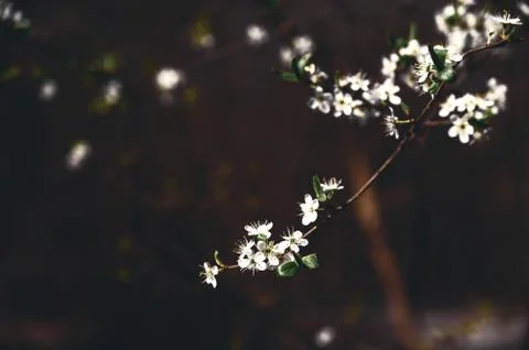 Branches of blossoming cherry macro with soft focus on gentle light blue sky  Stock Photos