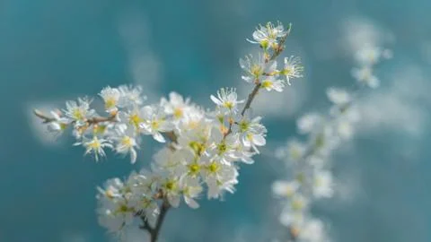 Branches of blossoming cherry macro with soft focus on gentle light blue sky  Stock Photos