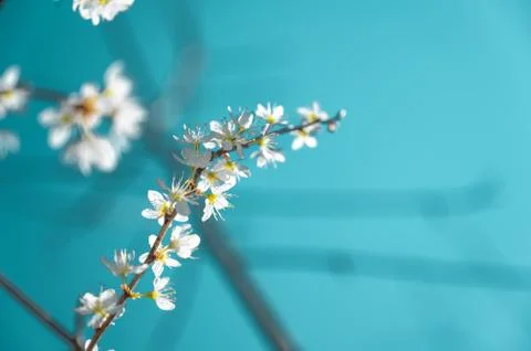 Branches of blossoming cherry macro with soft focus on gentle light blue sky  Stock Photos