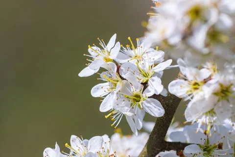 Branches of blossoming cherry macro with soft focus on gentle light blue sky  Stock Photos