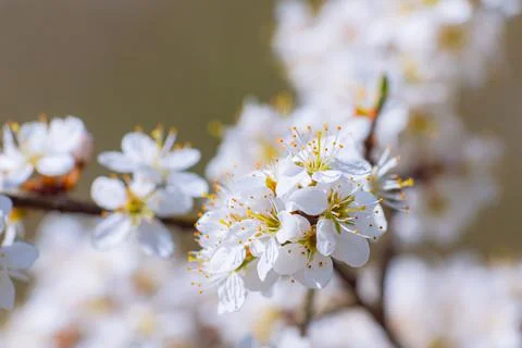 Branches of blossoming cherry macro with soft focus on gentle light blue sky  Stock Photos