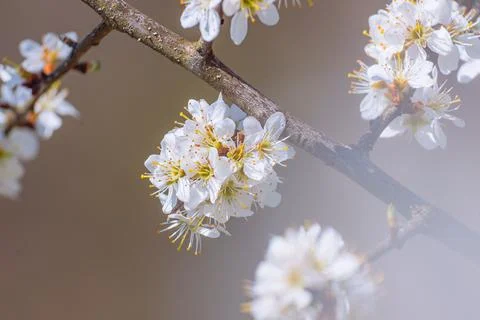 Branches of blossoming cherry macro with soft focus on gentle light blue sky  Stock Photos
