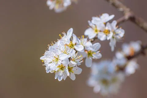 Branches of blossoming cherry macro with soft focus on gentle light blue sky  Foto stock