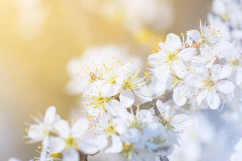 Branches of blossoming cherry macro with soft focus on gentle light blue sky  Stock Photos