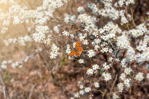 Branches of blossoming cherry macro with soft focus on gentle light blue sky  Stock Photos