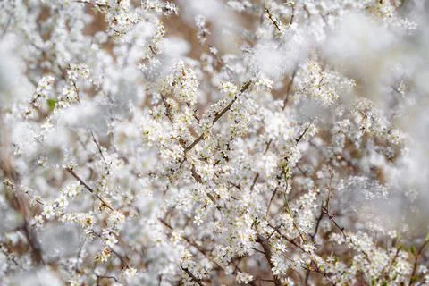Branches of blossoming cherry macro with soft focus on gentle light blue sky  Stock Photos