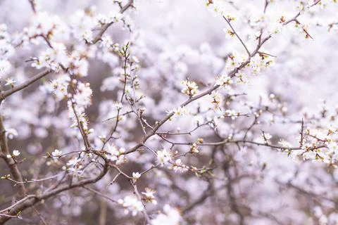Branches of blossoming cherry macro with soft focus on gentle light blue sky  Stock Photos