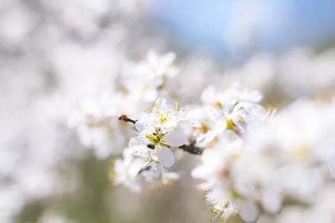 Branches of blossoming cherry macro with soft focus on gentle light blue sky  Stock Photos