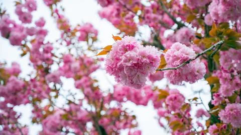 Branches of blossoming cherry macro with soft focus on gentle light blue sky  Stock Photos