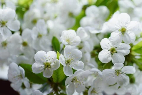 Branches of blossoming cherry macro with soft focus Easter and spring greeting Stock Photos