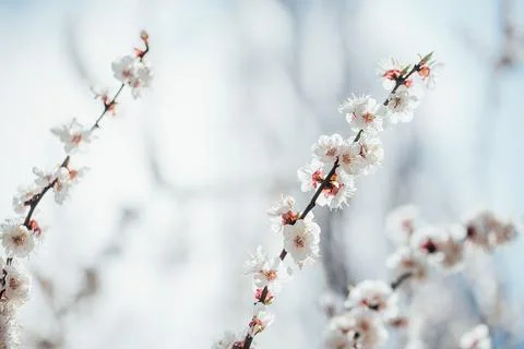 Branches of blossoming cherry macro with soft focus Easter and spring greeting Foto stock