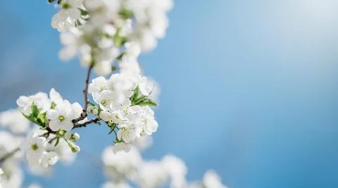 Branches of blossoming cherry macro with soft focus Easter and spring greetin Stock Photos