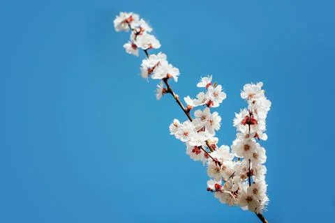 Branches of blossoming cherry macro with soft focus Easter and spring greeting Stock Photos