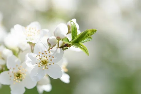 Branches of blossoming cherry macro with soft focus background. Easter and Stock Photos