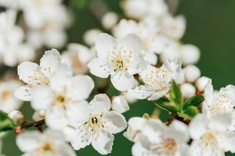 Branches of blossoming cherry macro with soft focus background. Easter and Stock Photos