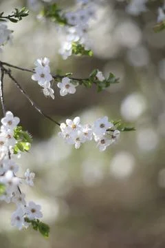 Branches of blossoming cherry macro with soft focus on gentle light nature Stock Photos