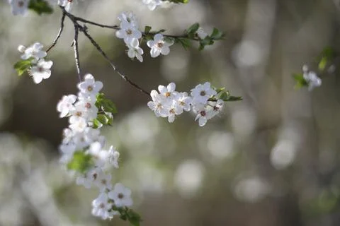Branches of blossoming cherry macro with soft focus on gentle light nature Stock Photos