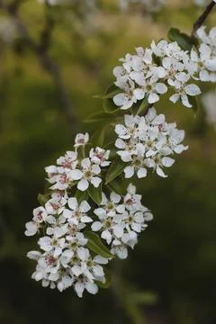 Branches of blossoming cherry macro with soft focus on gentle light nature Stock Photos