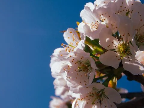 Branches of blossoming cherry macro with soft focus on light blue sky backg.. Stock Photos