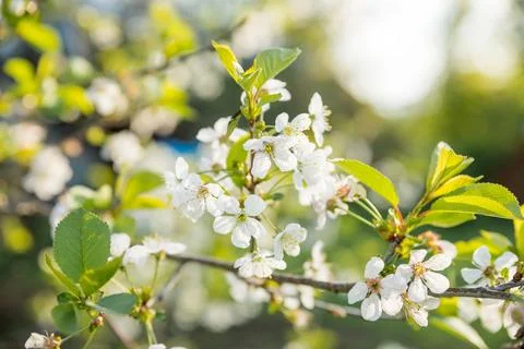 Branches of blossoming cherry macro with soft focus on gentle light blue sk.. Stock Photos