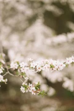 Branches of blossoming cherry or apple tree macro with soft focus on gentle Stock Photos