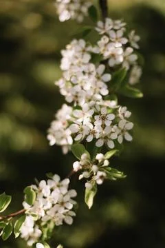 Branches of blossoming cherry or apple tree macro with soft focus on gentle Stock Photos