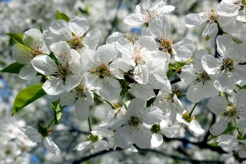 Branches of blossoming cherry Stock Photos