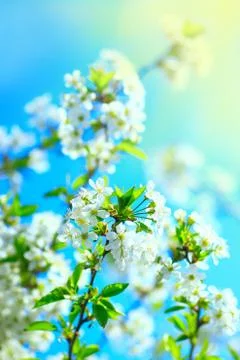 Branches of blossoming cherry Stock Photos