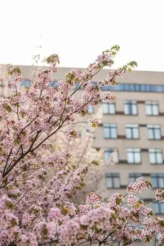 Branches of blossoming cherry, sakura against the background of a modern buil Stock Photos