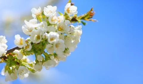 Branches of blossoming cherry with soft focus . Stock Photos