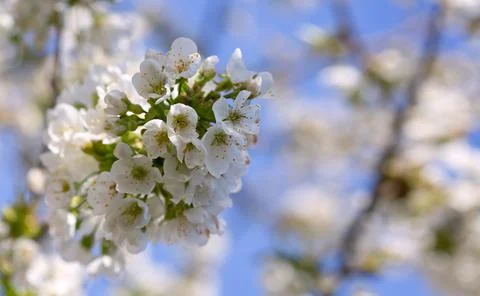 Branches of blossoming cherry with soft focus . Stock Photos