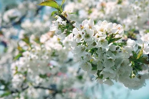 Branches of blossoming cherry with soft focus . Stock Photos