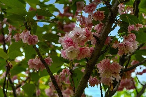 Branches of blossoming cherry in spring. Beautiful pink sakura inflorescences 写真素材